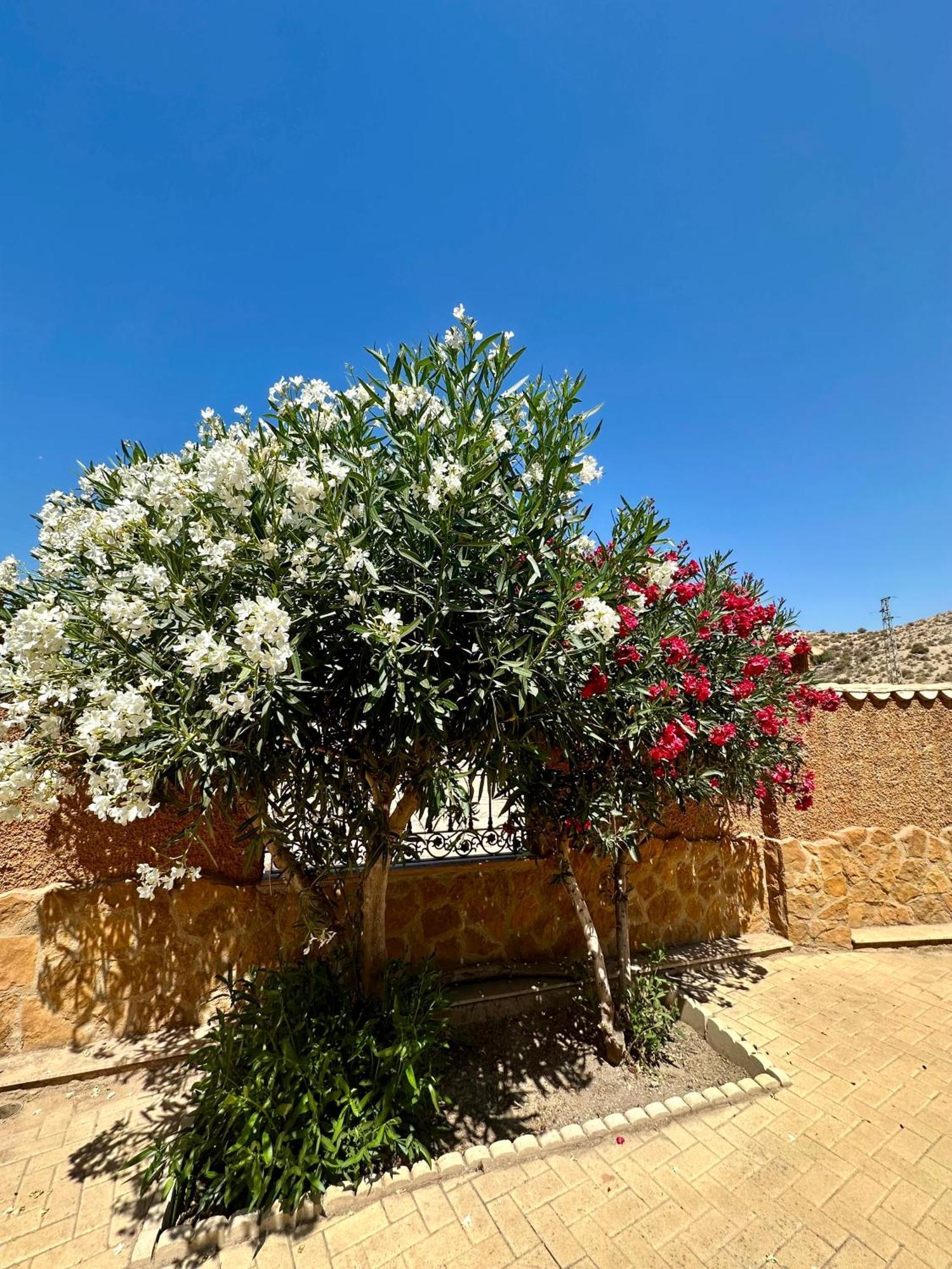Casa Rural El Pomelo Zurgena Kültér fotó